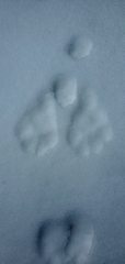 Lepus americanus