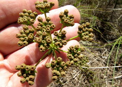 Lichtensteinia latifolia