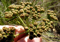 Lichtensteinia latifolia