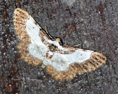 Physocleora albibrunnea