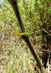 Lichtensteinia latifolia