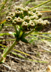 Lichtensteinia latifolia