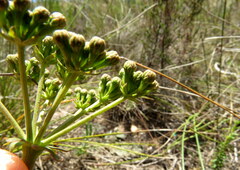Lichtensteinia latifolia