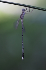 Lestes elatus