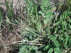 Gueldenstaedtia verna