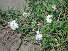 Tournefortia sibirica