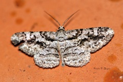 Physocleora vacillaria
