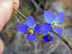 Heliophila linearis