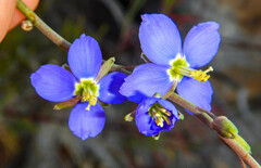 Heliophila linearis