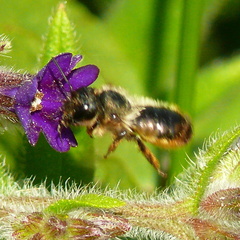 Osmia bicornis