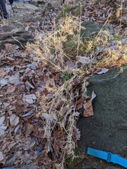 Dichanthelium villosissimum