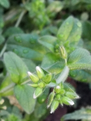 Cerastium glomeratum