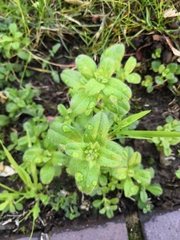 Cerastium glomeratum