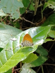 Drupadia ravindra moorei