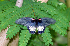 Papilio memnon