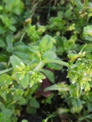 Cerastium glomeratum