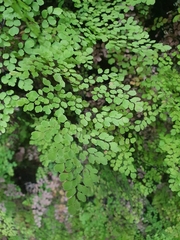 Adiantum raddianum image