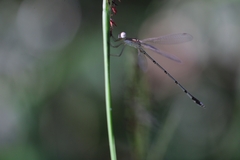 Lestes elatus