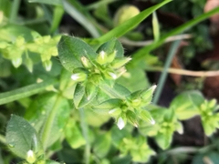 Cerastium glomeratum