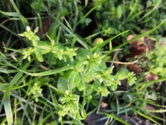 Cerastium glomeratum