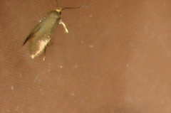 Crassa unitella