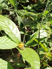 Drupadia ravindra moorei