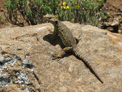 Pseudocordylus subviridis