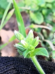 Cerastium glomeratum