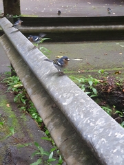 Fringilla coelebs palmae