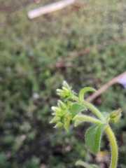 Cerastium glomeratum