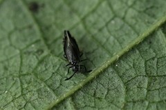 Dypsocus