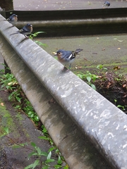 Fringilla coelebs palmae