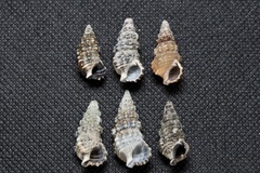 Cerithium dialeucum
