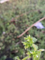 Cerastium glomeratum