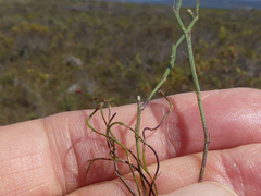 Lobelia capillifolia