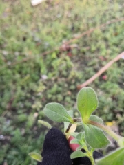 Cerastium glomeratum