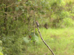 Stelgidopteryx ruficollis