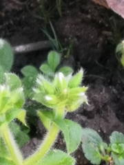 Cerastium glomeratum