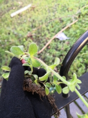 Cerastium glomeratum