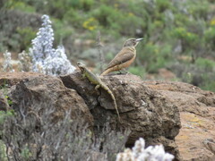 Pseudocordylus subviridis