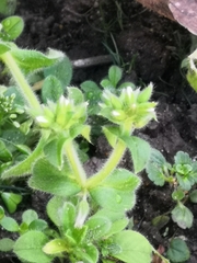Cerastium glomeratum