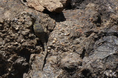 Pseudocordylus subviridis