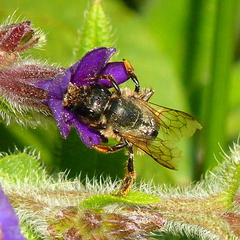 Osmia bicornis