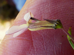 Lobelia capillifolia
