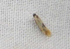 Batia lunaris