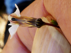 Lobelia capillifolia