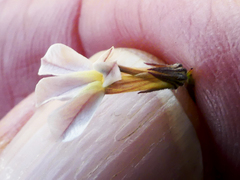 Lobelia capillifolia