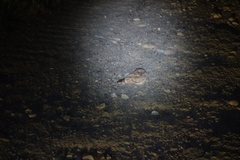 Caprimulgus affinis stictomus