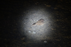 Caprimulgus affinis stictomus