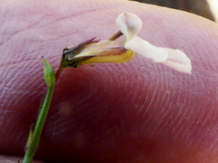 Lobelia capillifolia